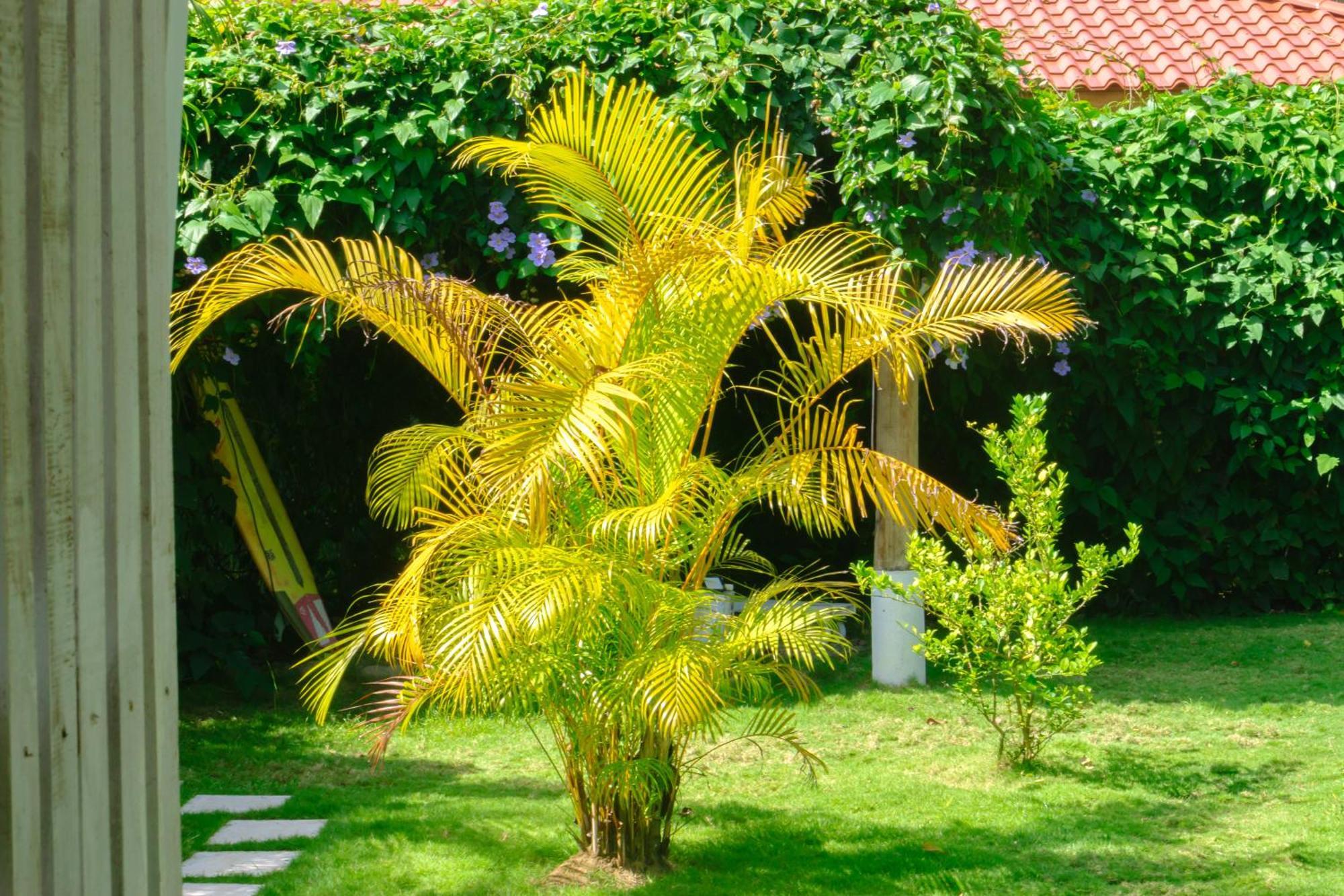 Olivia Del Caribe Suite Puerto Viejo de Talamanca Ngoại thất bức ảnh